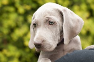 adorable-weimaraner-puppy