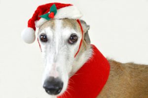 Dog Wearing Christmas Hat