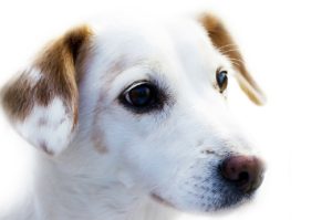 cute-white-dog-with-brown-ears