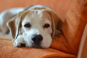 dog-resting-on-couch