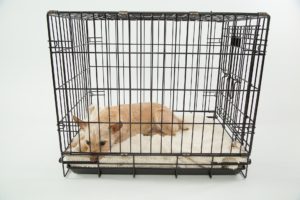 Dog and Puppy Crate Training