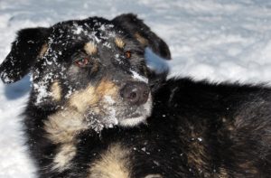 dog-in-snow