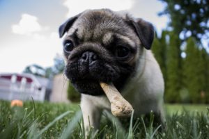 pug-puppy-with-bone