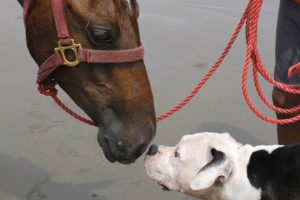 dog-and-horse