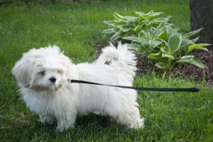 Cute Dog on a Leash