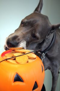 dog-stealing-halloween-cookies