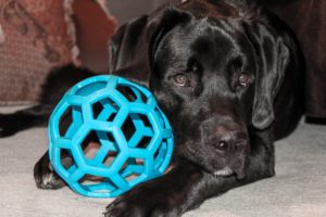 Black Labrador With Toy