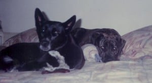 Otto is pictured here with Winnie, a dog I had at the time. The two were "busted" sleeping on the bed... look at those guilty faces!